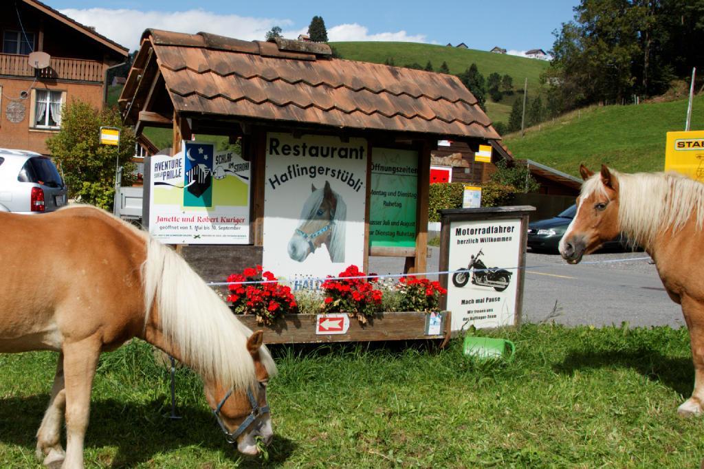 Haflingerhof Fruhboden Villa Egg Kültér fotó